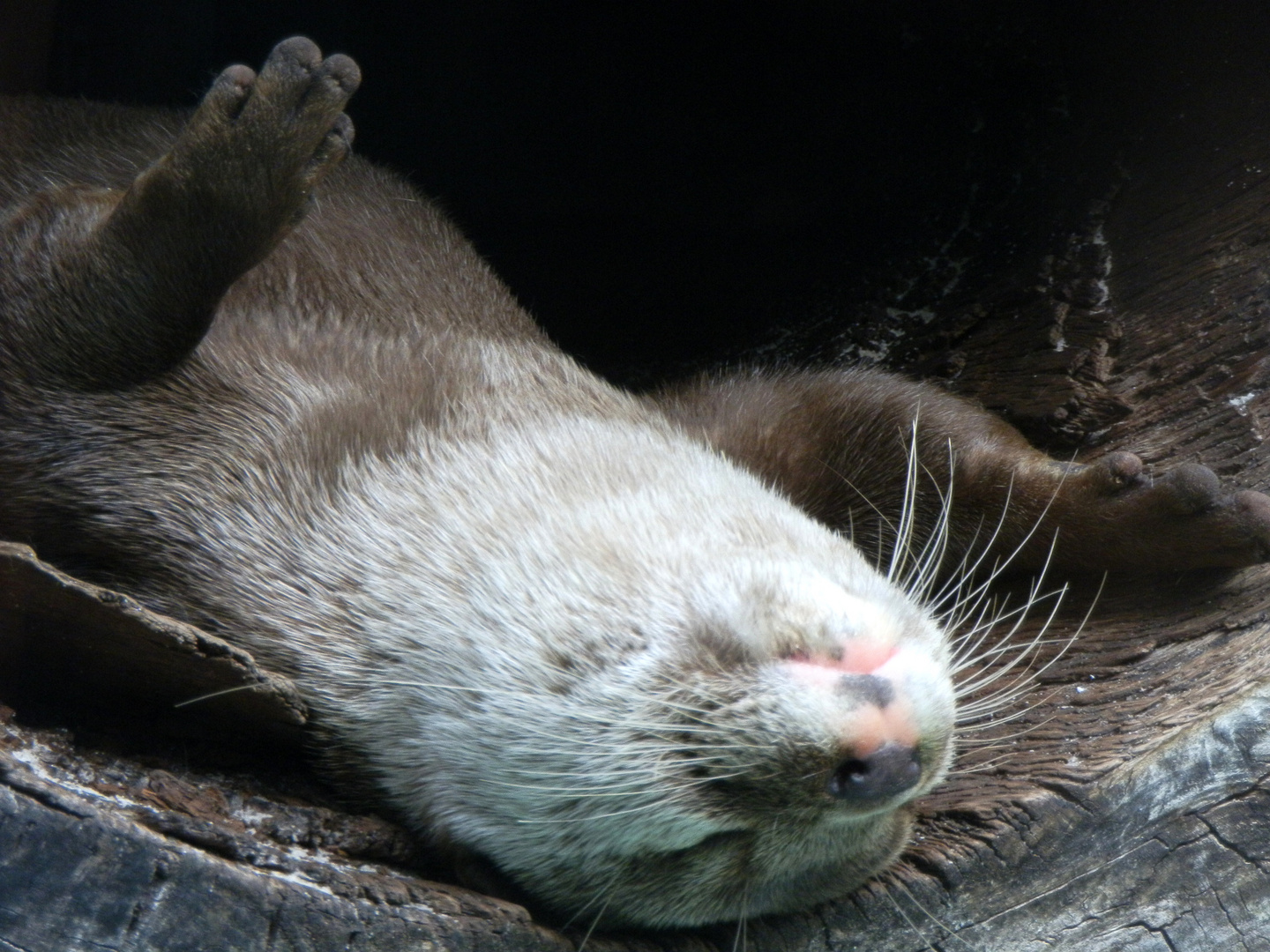 Schlafender Otter