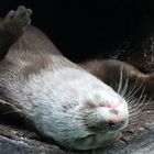Schlafender Otter