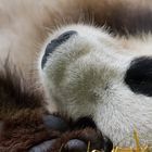 Schlafender Panda