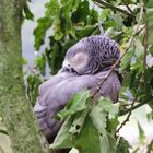 Schlafender Papagei