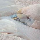 schlafender Pelikan