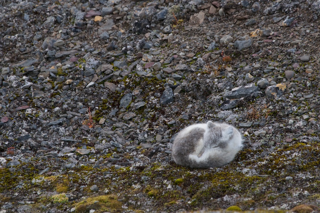 schlafender Polarfuchs