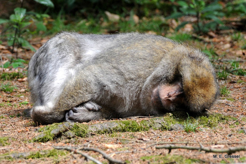 schlafender Primat :-)