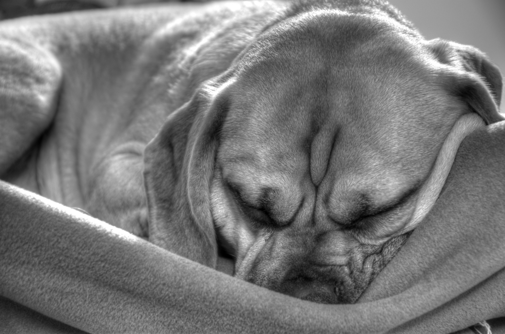 Schlafender Puggle Henri