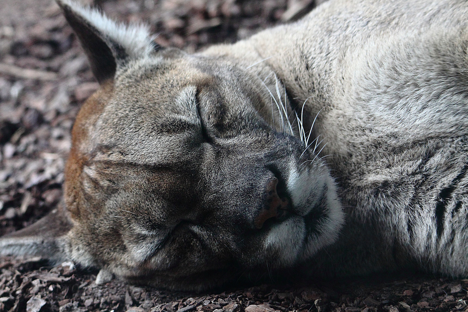 schlafender Puma