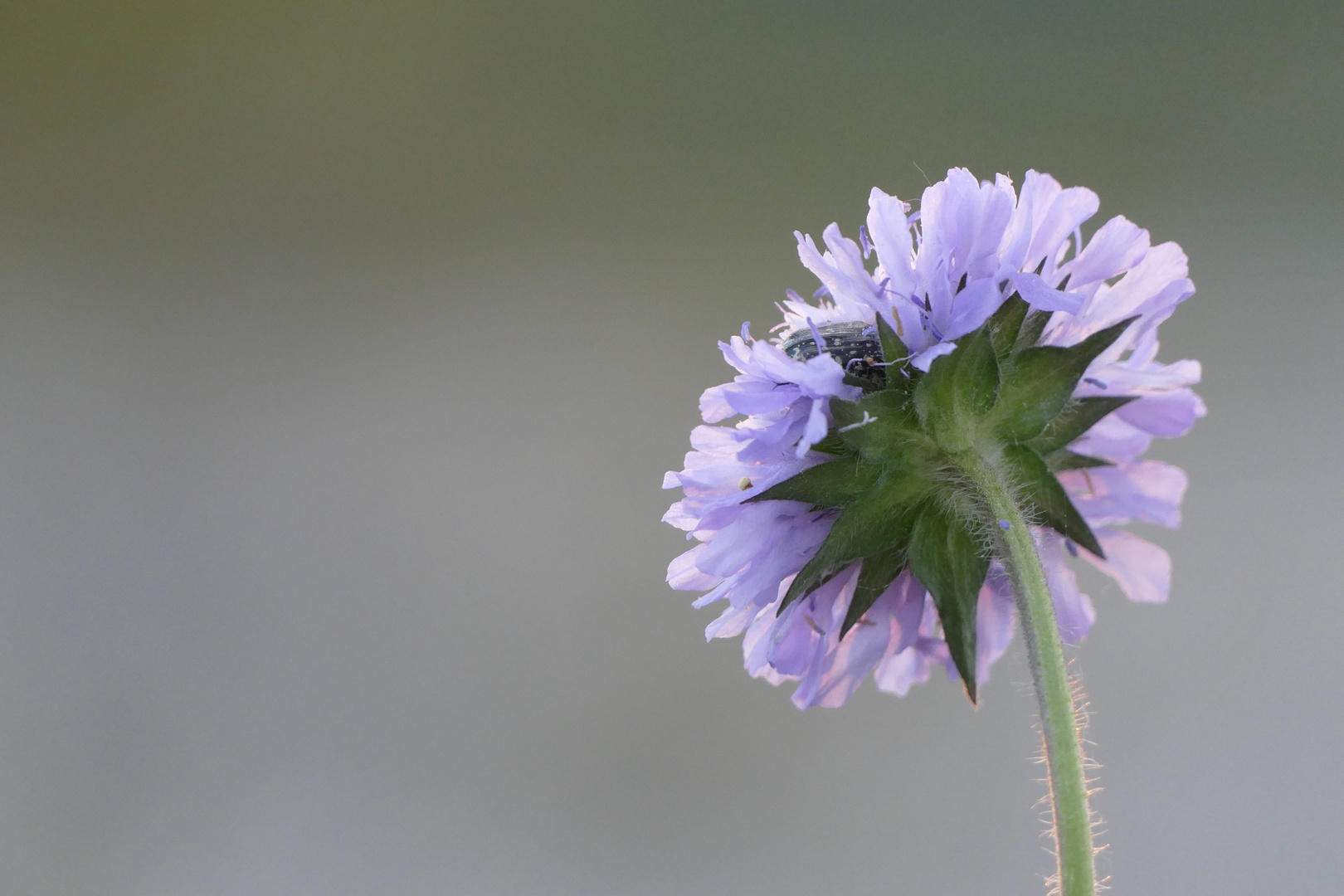 Schlafender Rosenkäfer auf Witwenblume