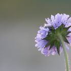 Schlafender Rosenkäfer auf Witwenblume