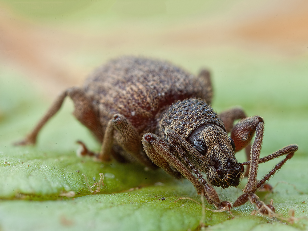 Schlafender Rüsselkäfer ( Otiorhynchus crataegi )
