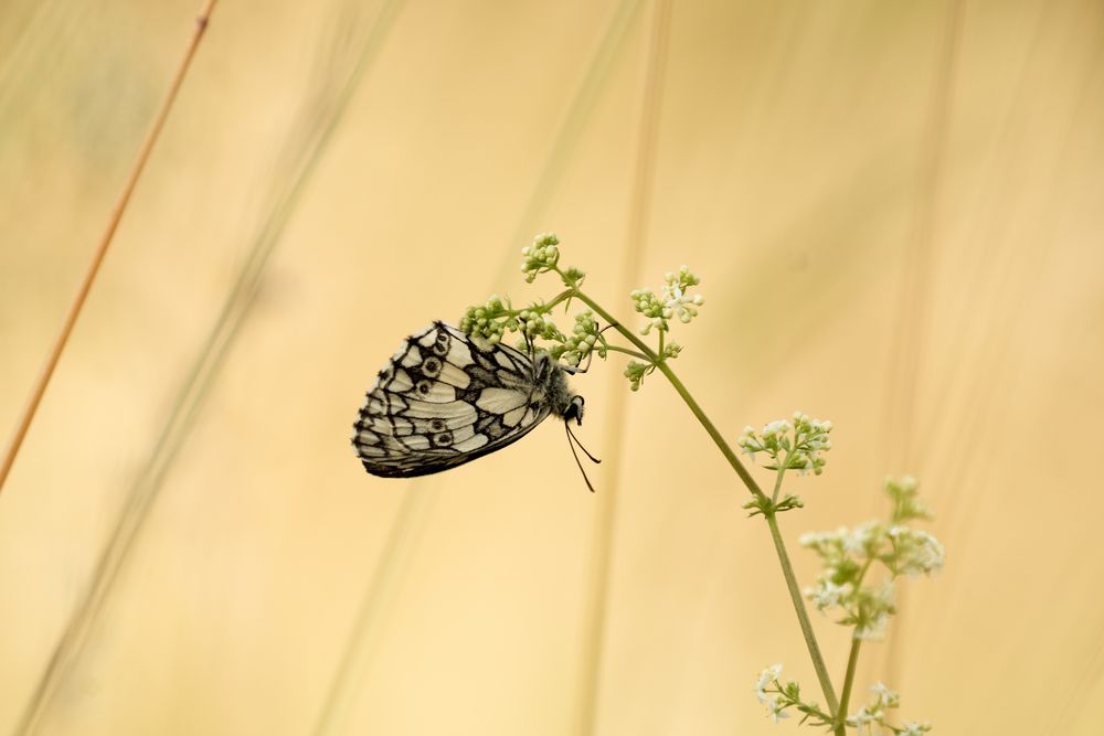 Schlafender Schachbrettfalter