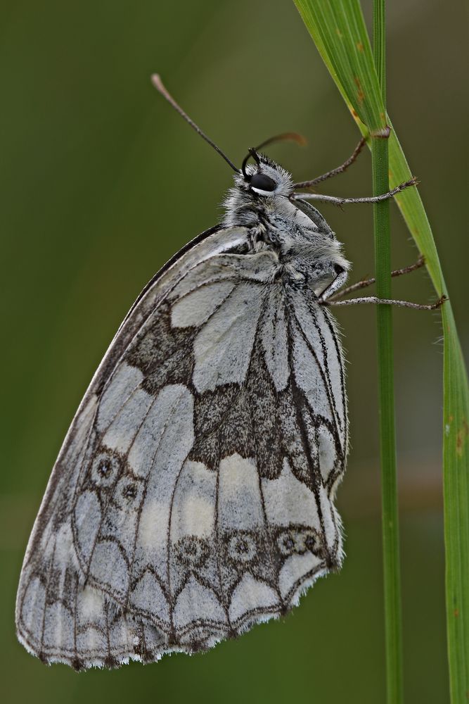 Schlafender Schachbrettfalter