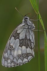 Schlafender Schachbrettfalter