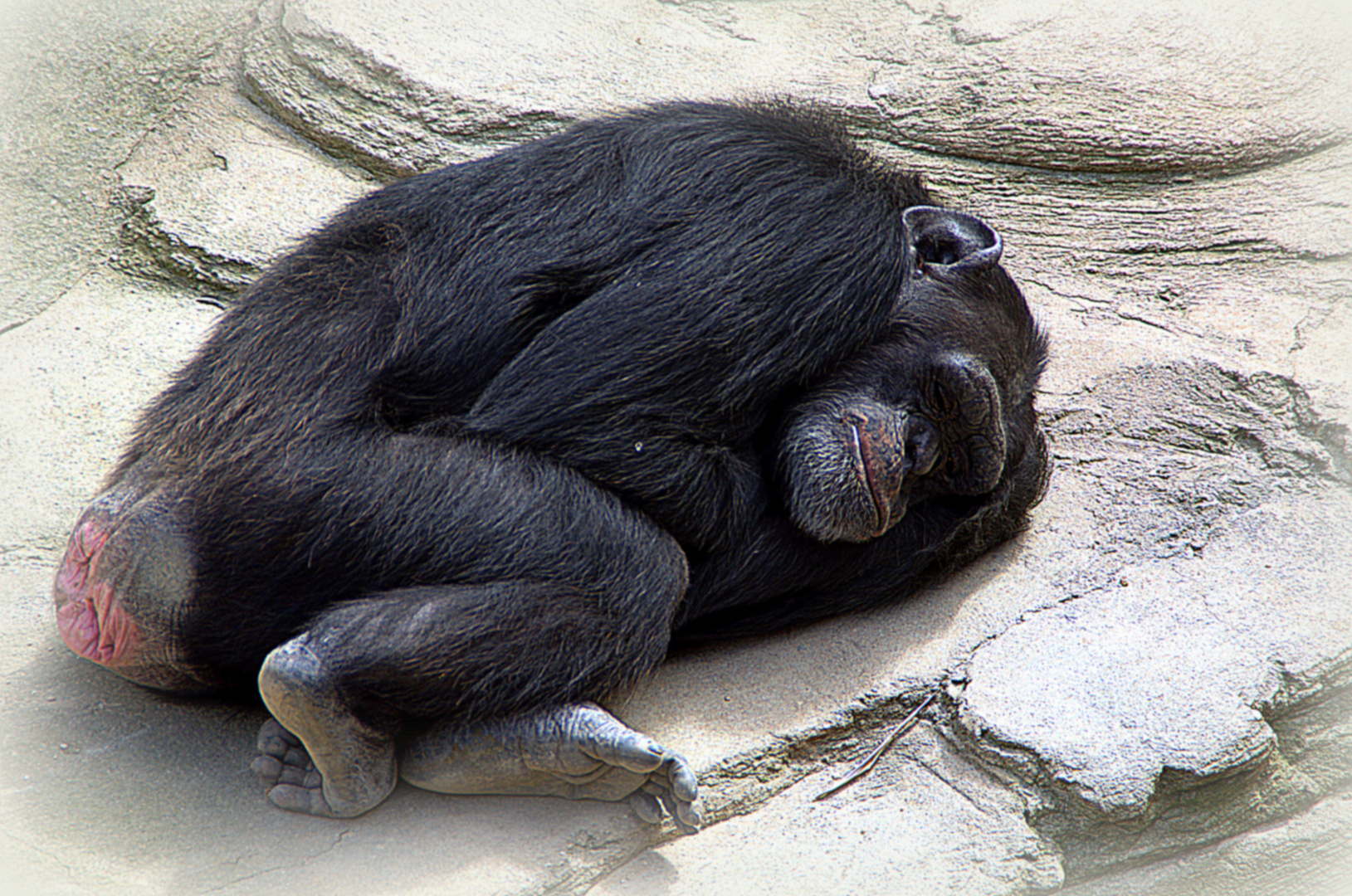 schlafender Schimpanse