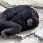 schlafender Schimpanse