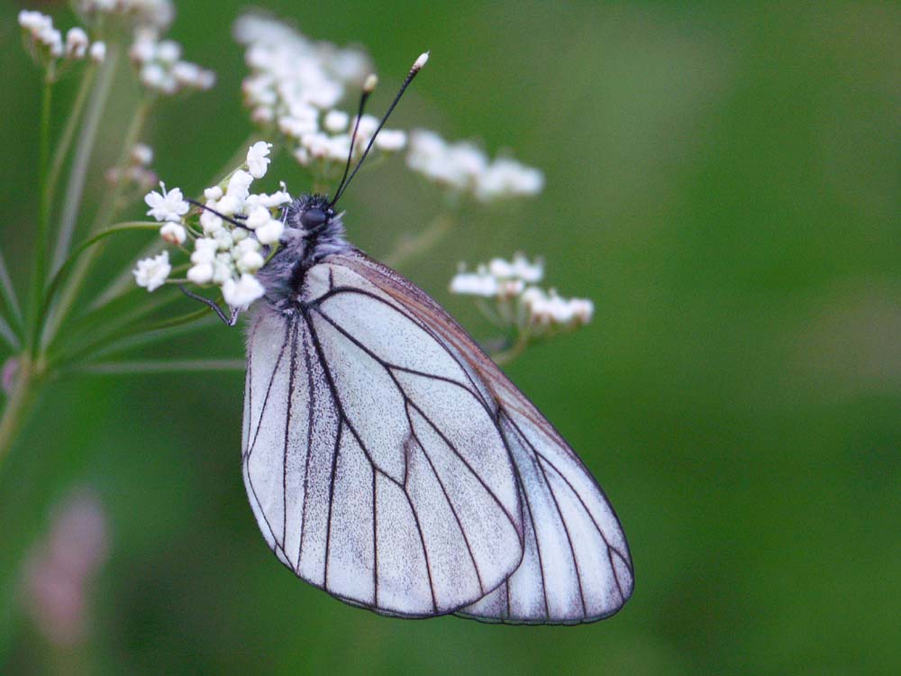 schlafender Schmetterling