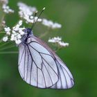 schlafender Schmetterling