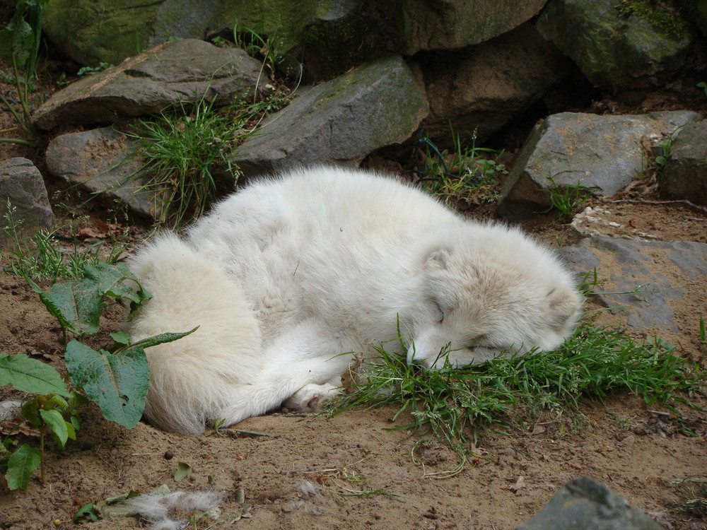 schlafender Schneefuchs