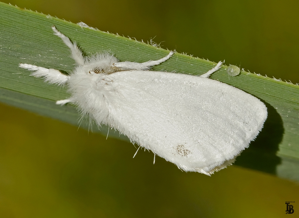 schlafender Schwan