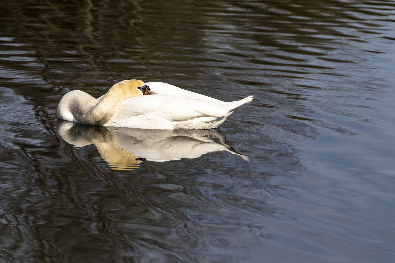 Schlafender Schwan 