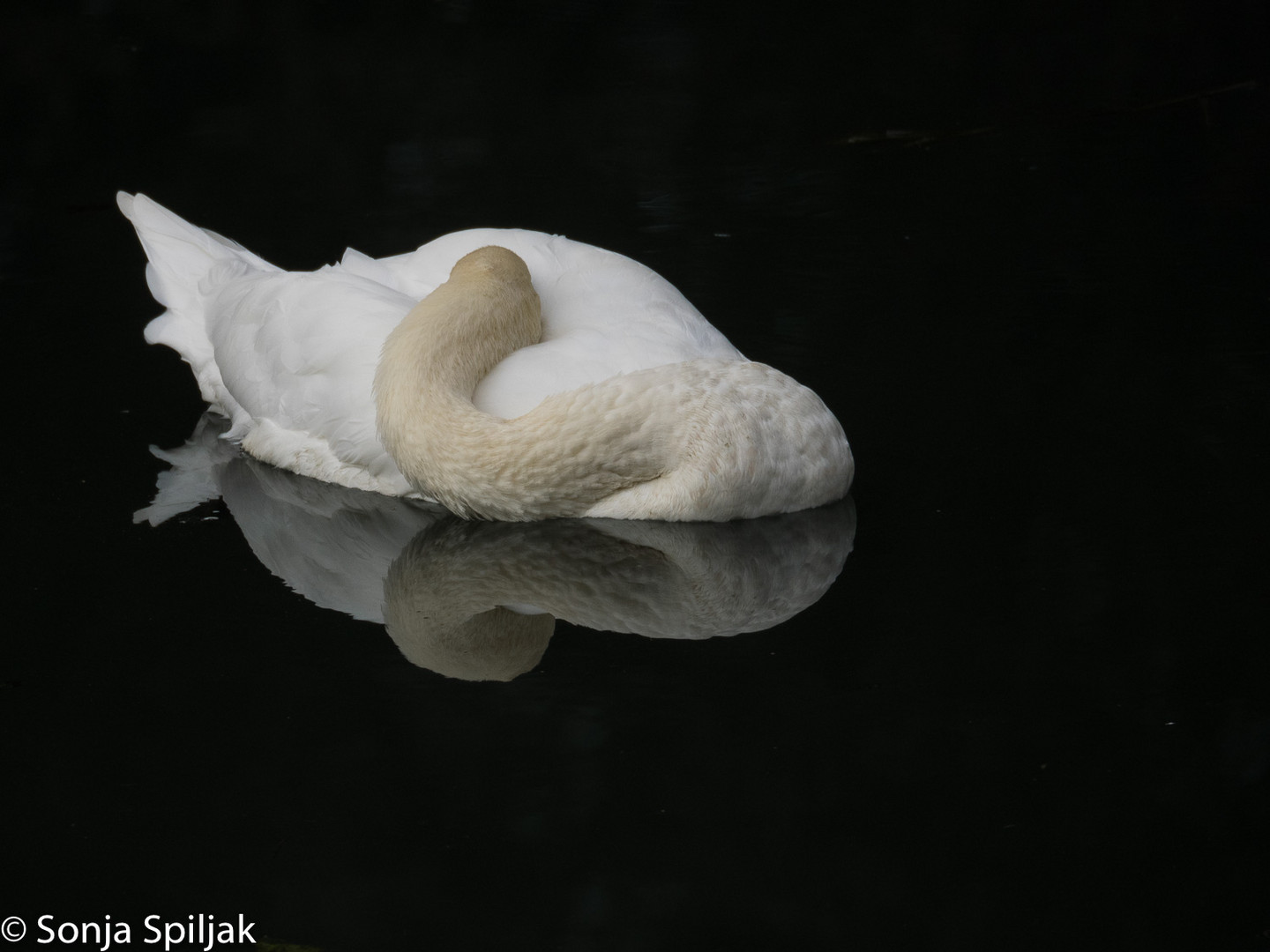 schlafender Schwan