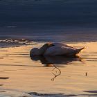 Schlafender Schwan in der goldenen Abendsonne