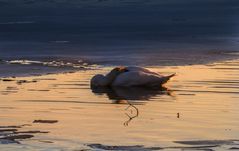 Schlafender Schwan in der goldenen Abendsonne