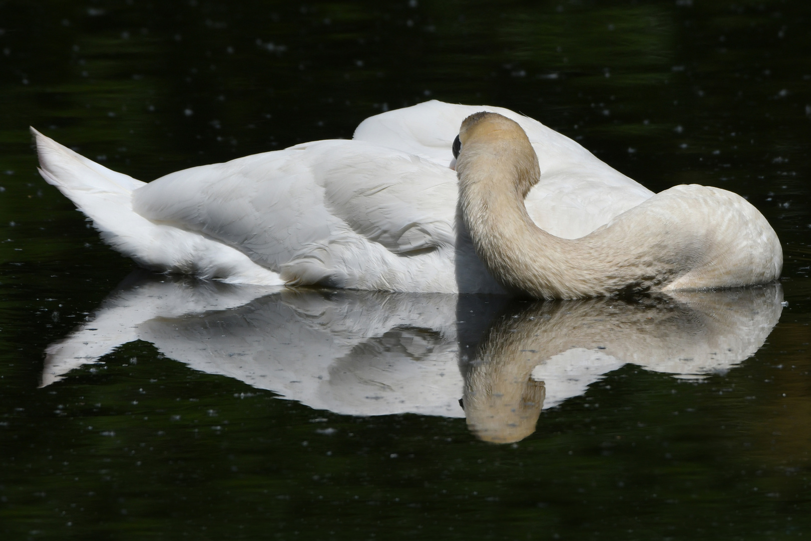 Schlafender Schwan mit Spiegelung