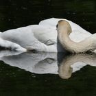 Schlafender Schwan mit Spiegelung