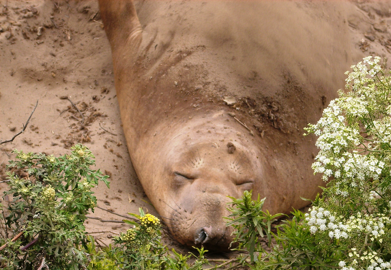 schlafender Seeelefant