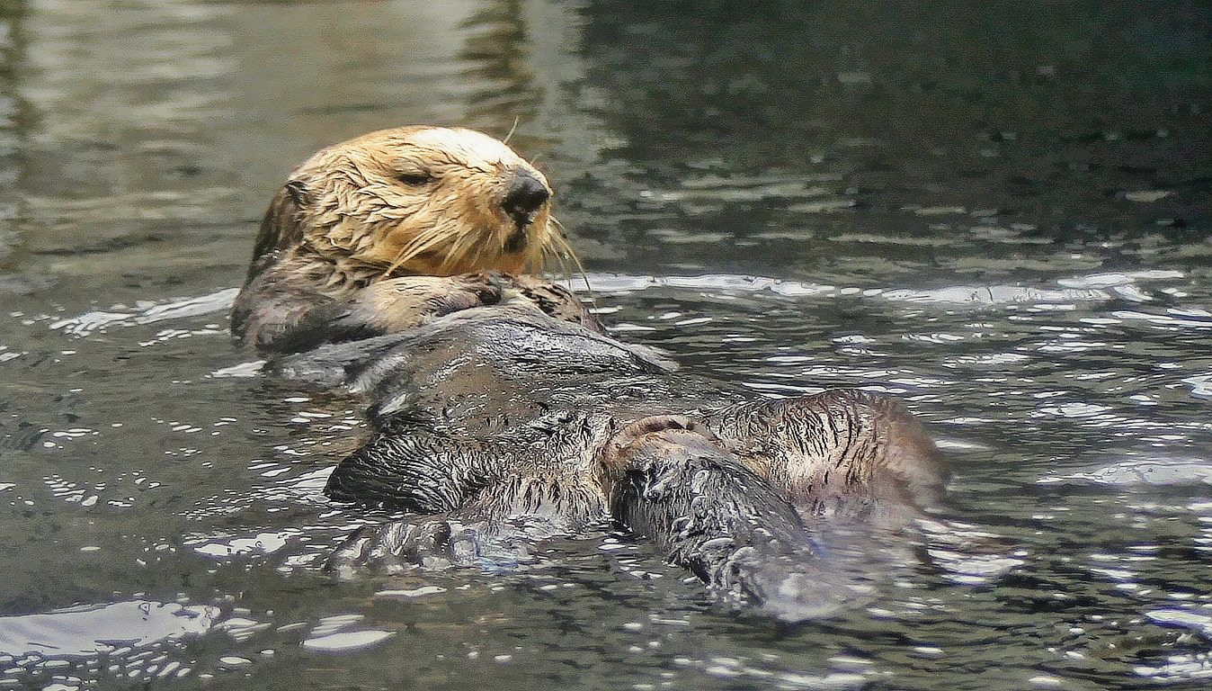 schlafender Seeotter