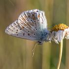 Schlafender silbergrüner Bläuling