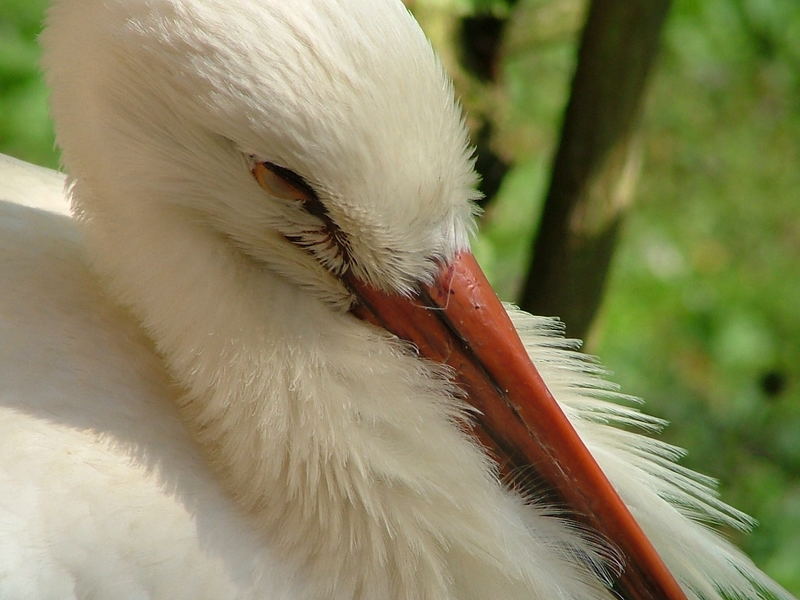 schlafender Storch