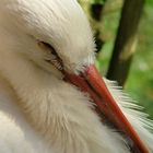 schlafender Storch