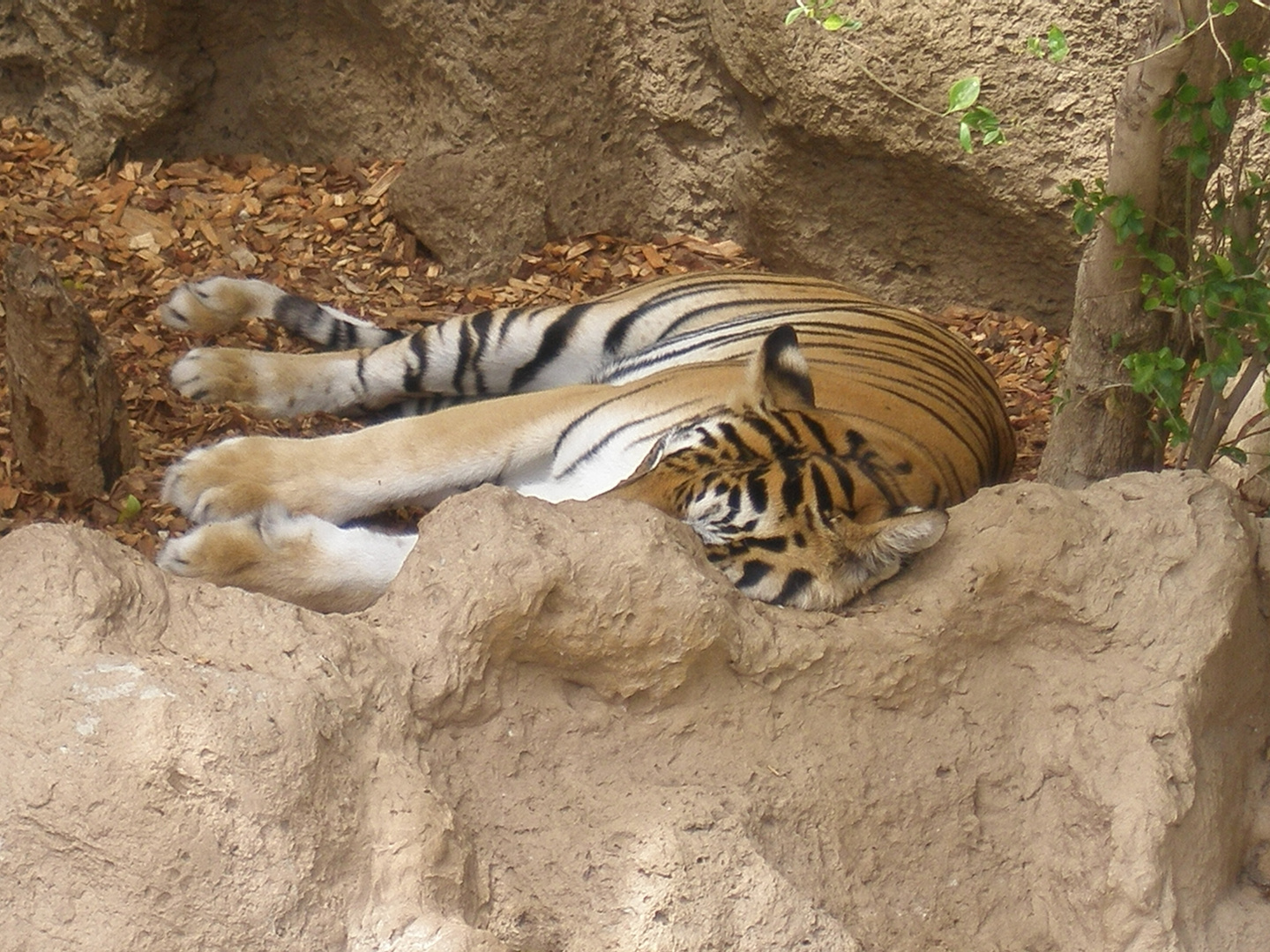 schlafender Tiger