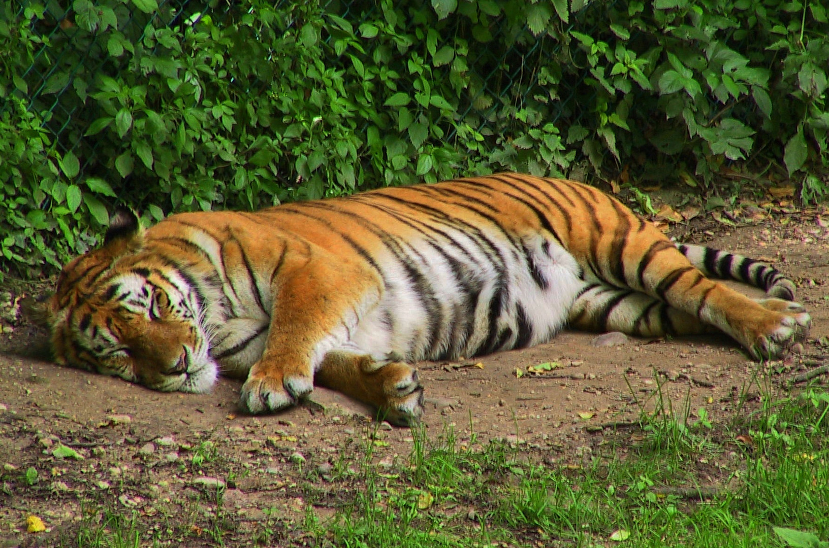 Schlafender Tiger