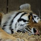 Schlafender Tiger 