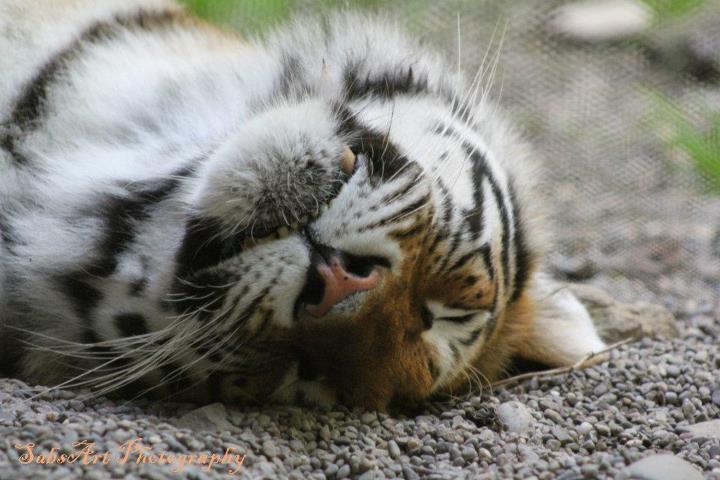 Schlafender Tiger