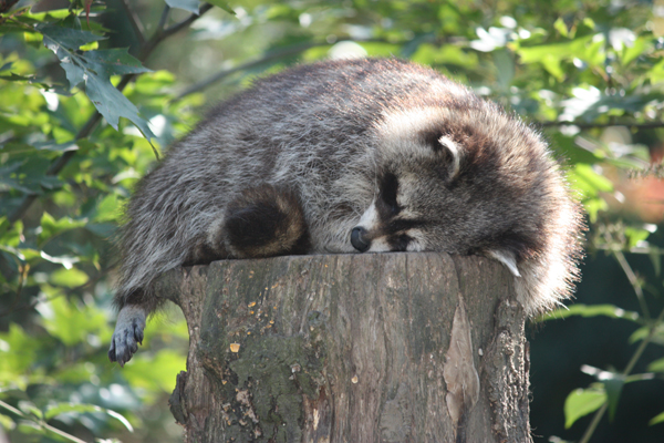 Schlafender Waschbär