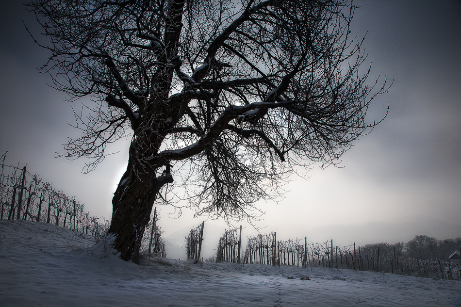 ** Schlafender Wein**