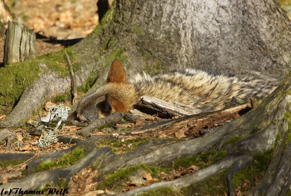 Schlafender Wolf