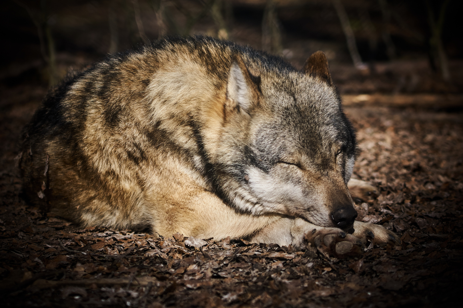 schlafender Wolf