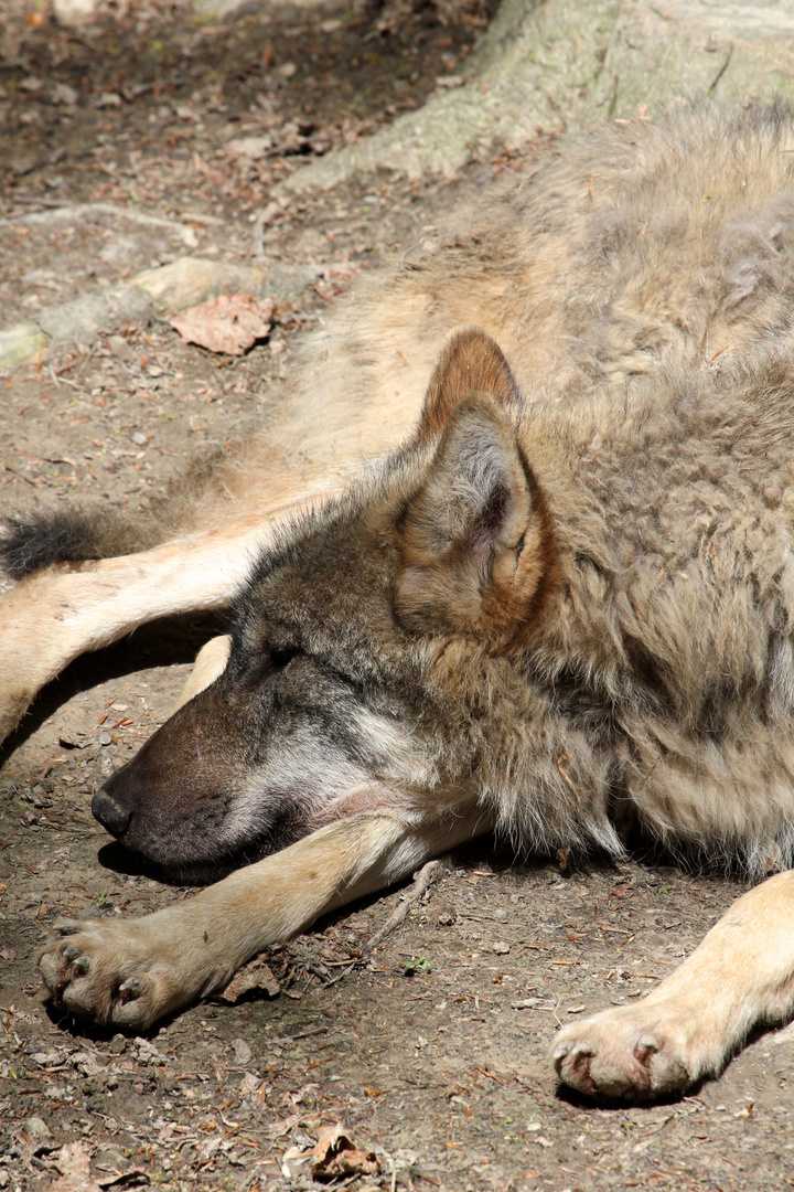 Schlafender Wolf