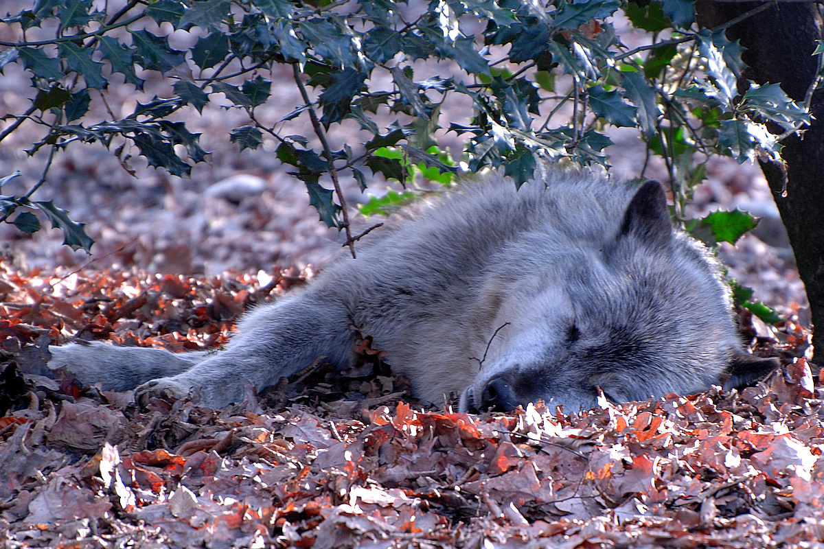 Schlafender Wolf