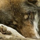 Schlafender Wolf, Wildpark Poing