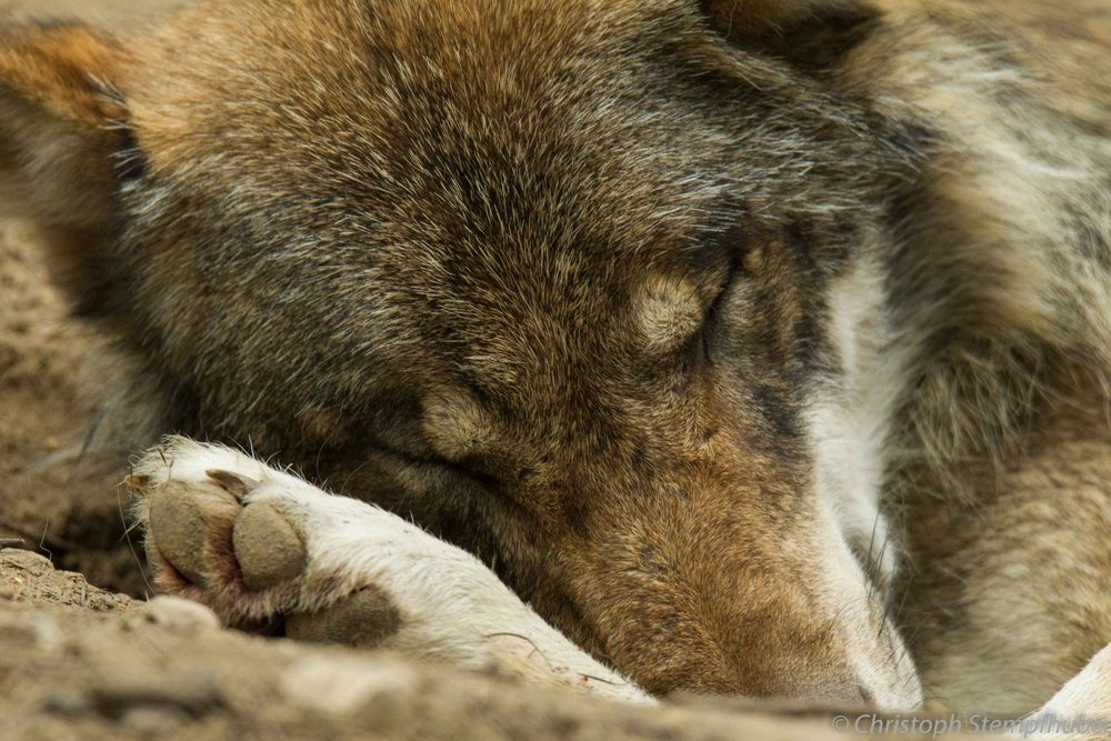 Schlafender Wolf, Wildpark Poing