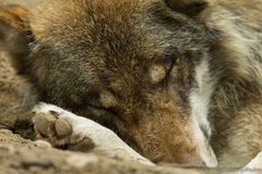 Schlafender Wolf, Wildpark Poing