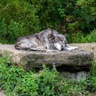 schlafender Wolf - Zoo Hannover