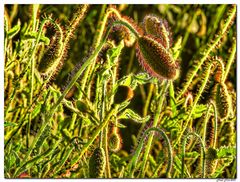 Schlaf(ender)Mohn