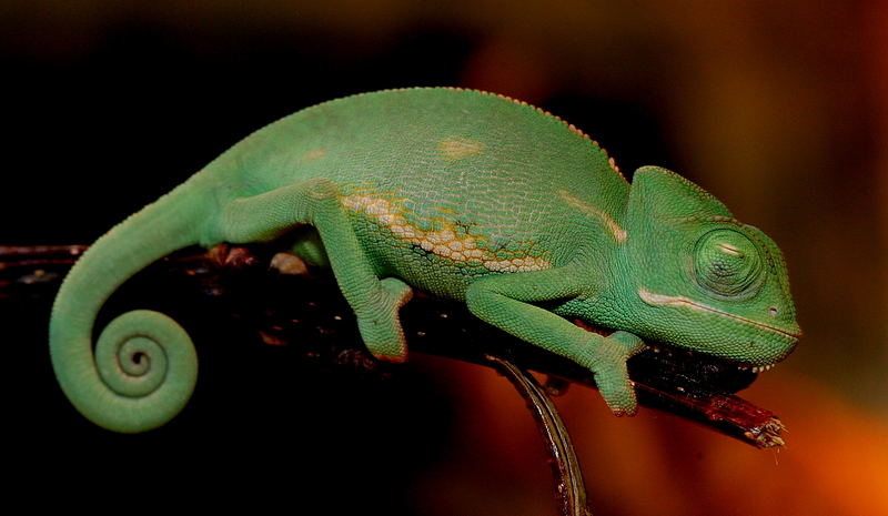 Schlafendes Chameleonbaby