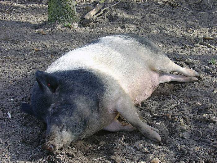 Schlafendes Deutsches Weideschwein