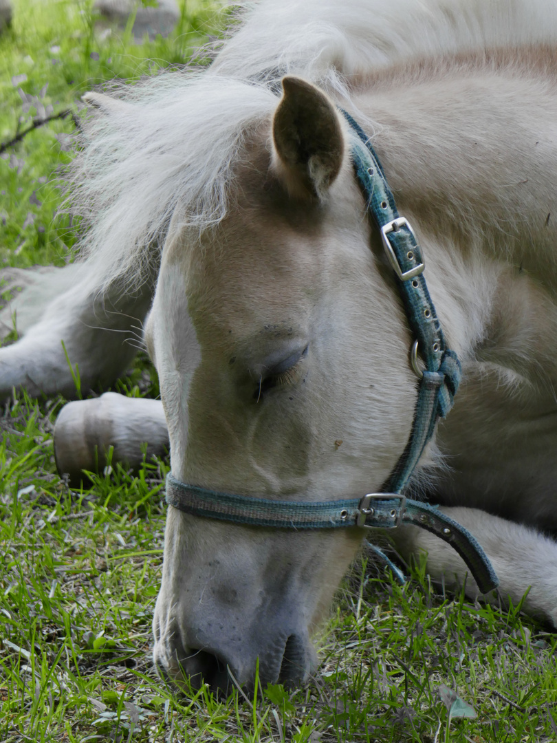 Schlafendes Fohlen (Haflinger P0696-2)